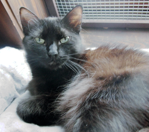 moriah_schreibtischkatz3