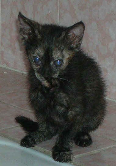 1012651_10201361660273914_731234008_n