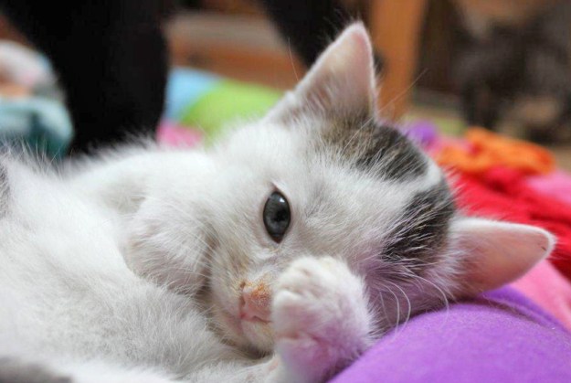 Benziad: «Unsere Hauskatzen haben ein Recht darauf, dass wir uns um sie kümmern. Die Frage ist, ob wir in der Schweiz die Chance ergreifen und das Problem angehen, bevor es uns über den Kopf wächst. Es ist ein gesellschaftliches Problem, das uns alle angeht.»