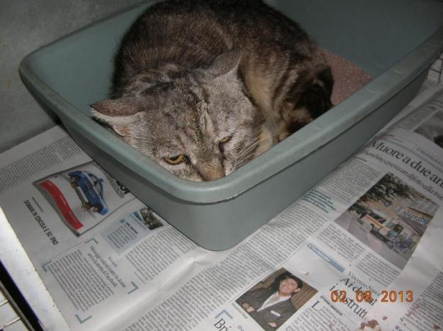 Osvaldo ist angekommen.ridimensionata