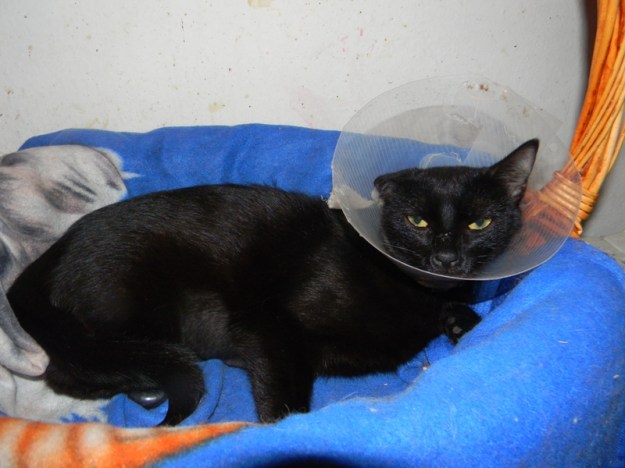 Pipi Notfall - Unfall 002