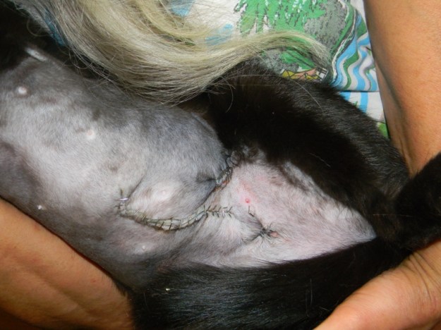 Pipi  Notfall - Unfall 003