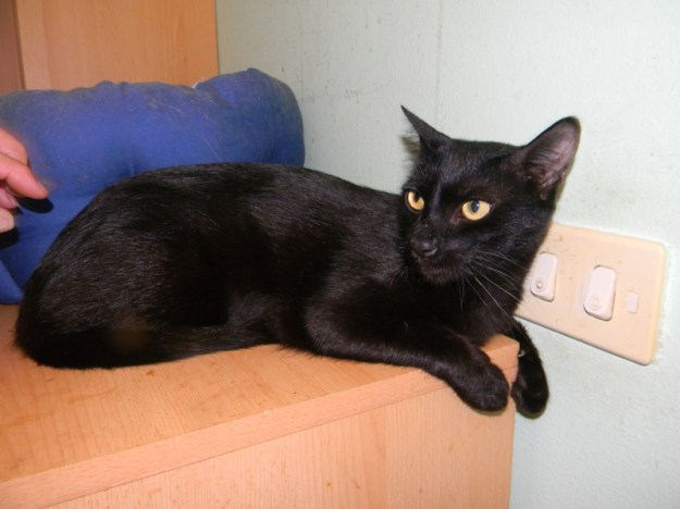 Pipi Notfall - Unfall 004