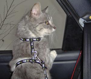 Heimfahrt - ich kenne Thillie erst seit rund einer Stunde.