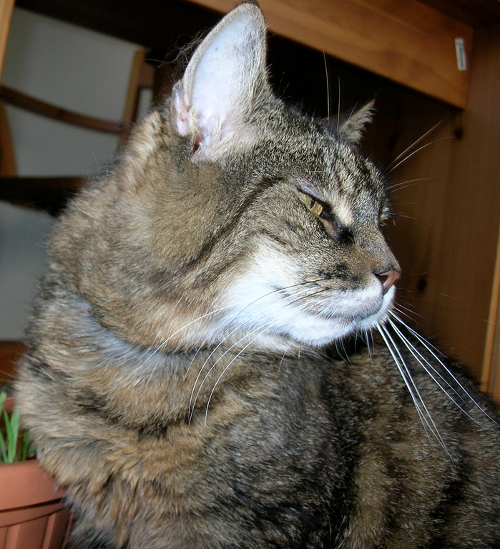 LouLou_portrait.resized