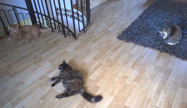 Max, Faramee und Shakti - am ersten Tag!