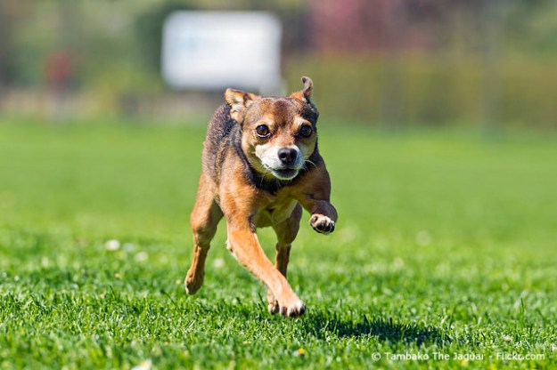 (kamikatze-zwerglis.com) Bild 1