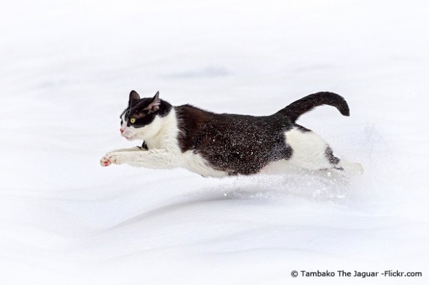 (kamikatze-zwerglis.com) Bild 2(1)