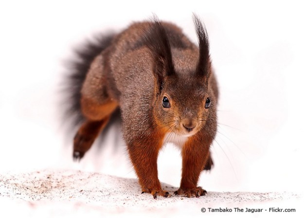 (kamikatze-zwerglis.com) Bild 6