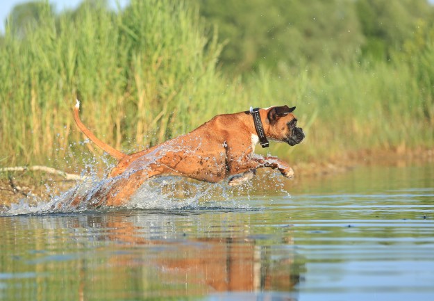 Boxer im Sprung