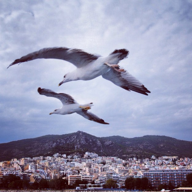 apokalyptische Möwen