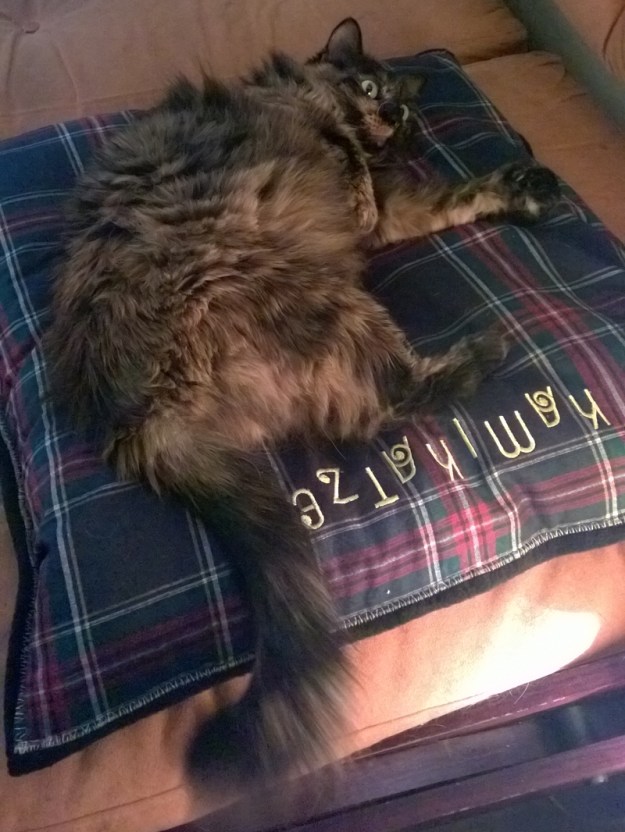 Zwerglies-Kissen-Faramee