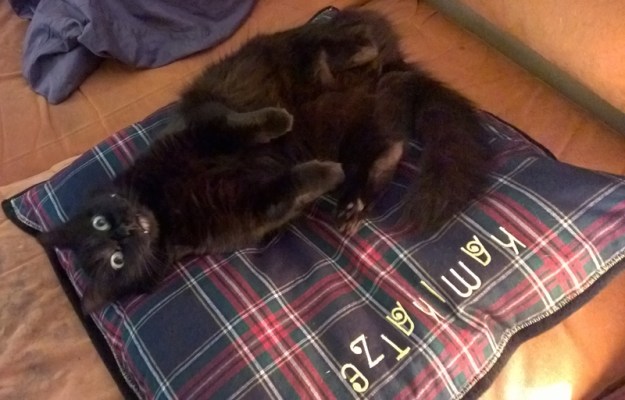 Zwerglies-Kissen-Moriah