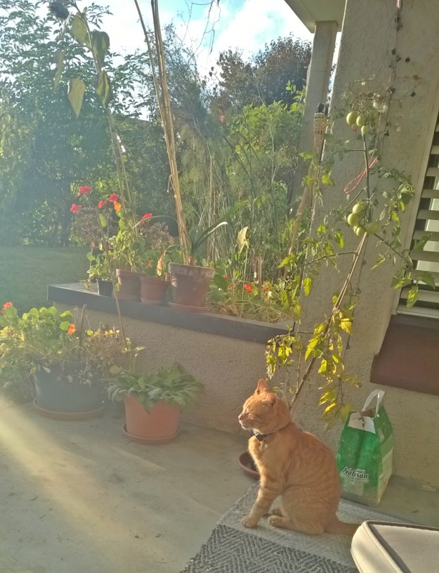 freedom-first-moment-max